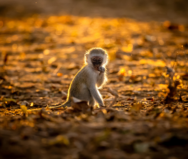 Baby Vervet monkey Print