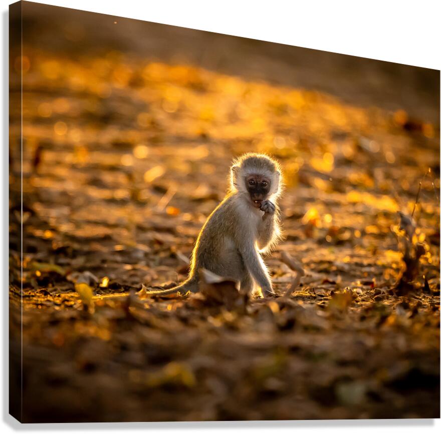 Baby Vervet monkey Canvas Print