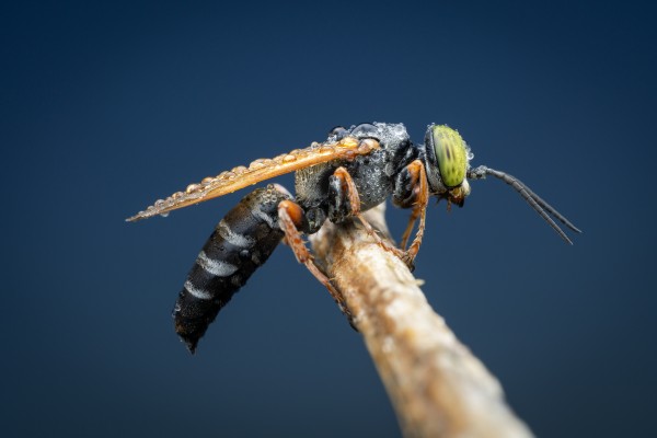 Sand Wasp Print