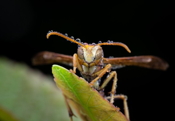 Paper Wasp Print