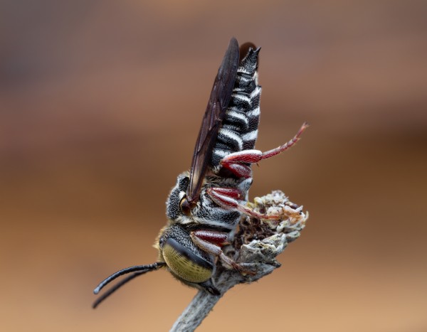 Cuckoo Leaf Cutter Bee Print