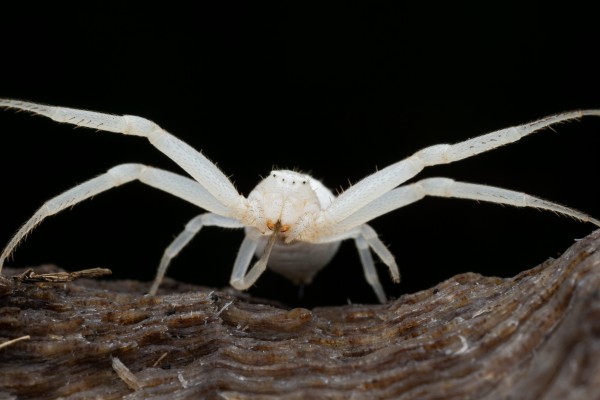 Crab Spider  Print