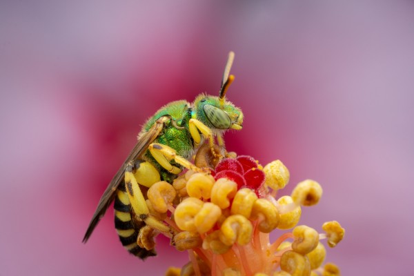 Sweat Bee Print