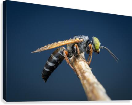 Sand Wasp Canvas Print