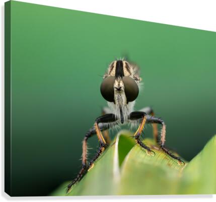 Robber Fly Canvas Print