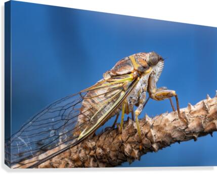 Cicada  Canvas Print