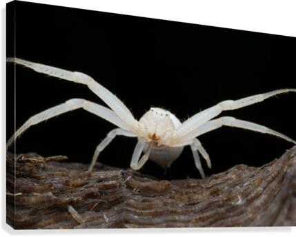 Crab Spider  Canvas Print