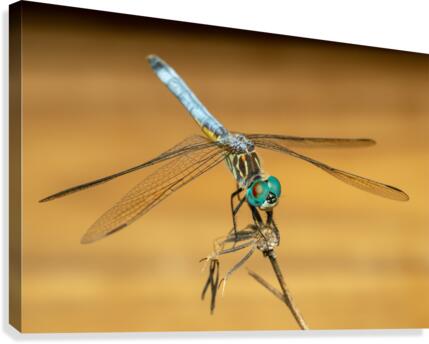 Dragonfly Canvas Print
