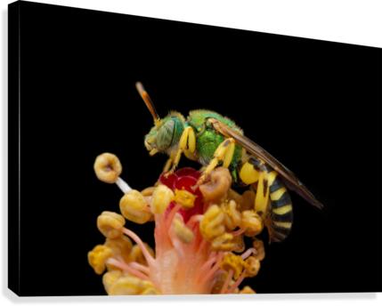 Sweat Bee Canvas Print