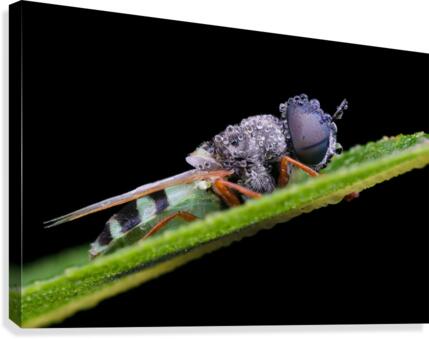 Soldier Fly Canvas Print