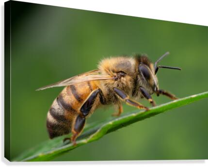 Honey Bee Canvas Print