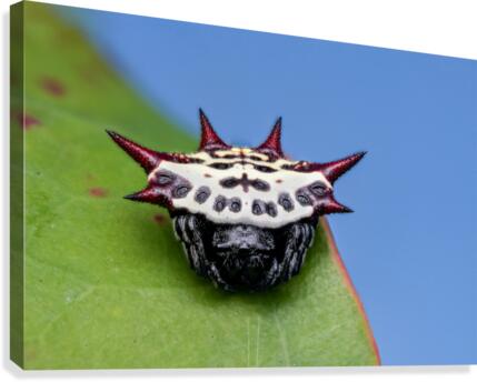 Spiny orb-weaver Canvas Print