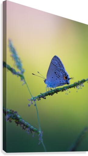 Butterfly  Canvas Print