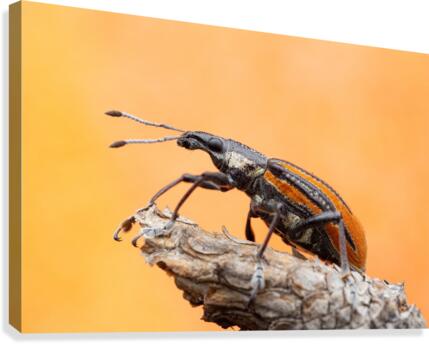 Diaprepes Root Weevil Canvas Print