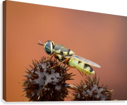 Soldier Fly Canvas Print
