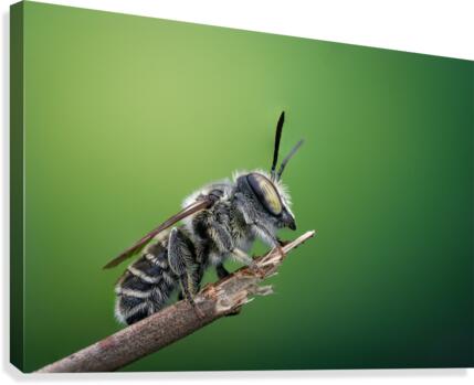 Leaf Cutter Bee Canvas Print