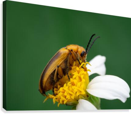 Blister beetle Canvas Print