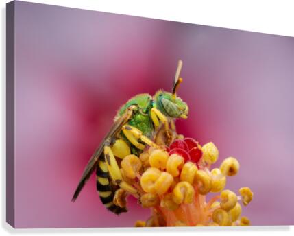 Sweat Bee Canvas Print