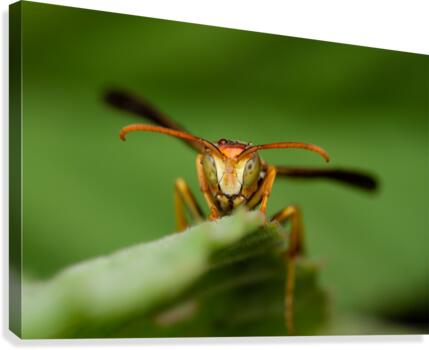 Paper Wasp Canvas Print