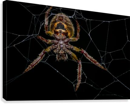 Orb-weaver spider Canvas Print