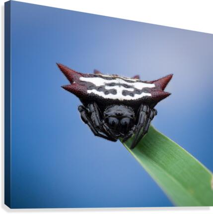 Spiny orb-weaver Canvas Print