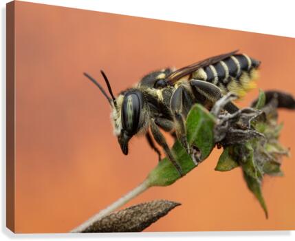 Leaf Cutter Bee Canvas Print
