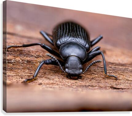Darkling Beetle Canvas Print