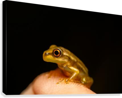 Yellow Frog Canvas Print