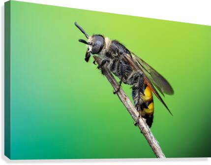 Scoliid Wasp Canvas Print