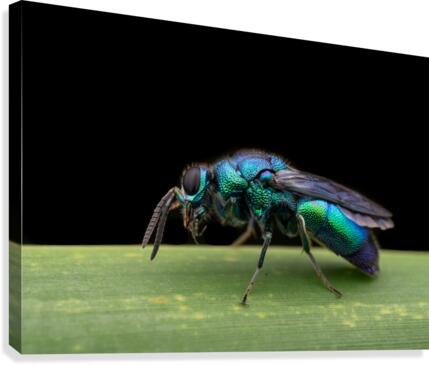 Cuckoo Wasp Canvas Print