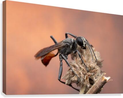 Thread-waisted wasp Canvas Print