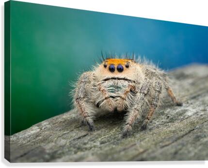 Phidippus Regius Canvas Print