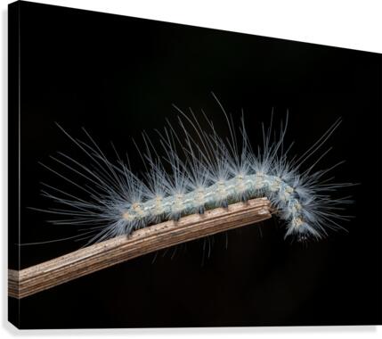 Fall webworm caterpillar Canvas Print