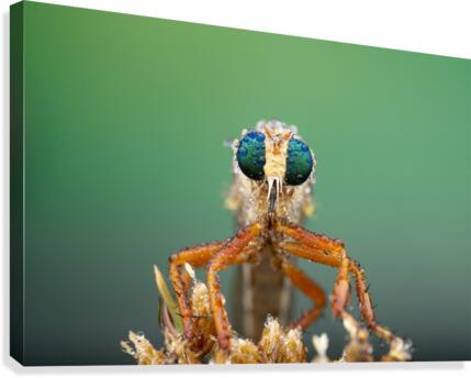 Robber Fly Canvas Print
