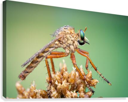 Robber Fly Canvas Print