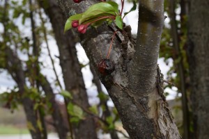 Rotten Berry 