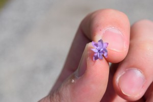 Tiny Flower 