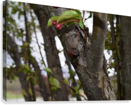 Rotten Berry  Canvas Print