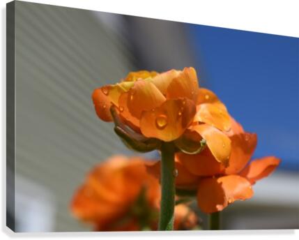 Spring in Bloom Canvas Print
