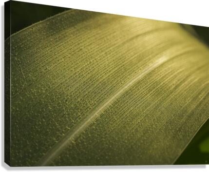 Texturas Canvas Print