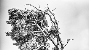 WINDSWEPT