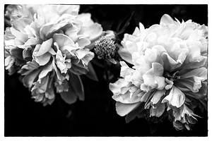 SPRING TIME