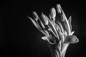 JUST TULIPS