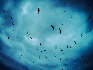 BIRDS BLUE