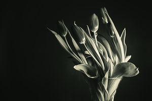 STUDY IN TULIPS 