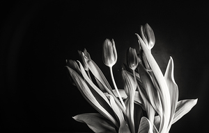 STUDY IN TULIPS 2