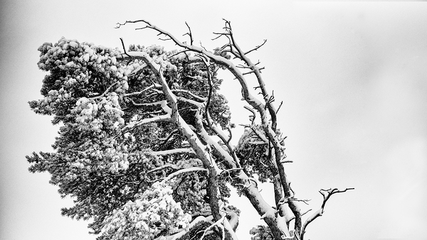WINDSWEPT Print