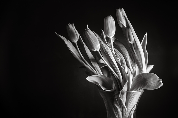 JUST TULIPS Print