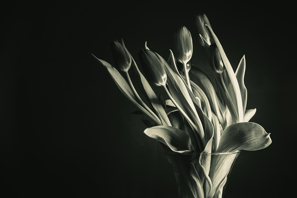 STUDY IN TULIPS  Print