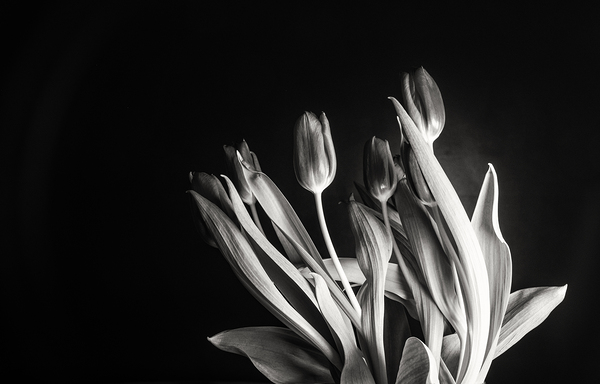 STUDY IN TULIPS 2 Print